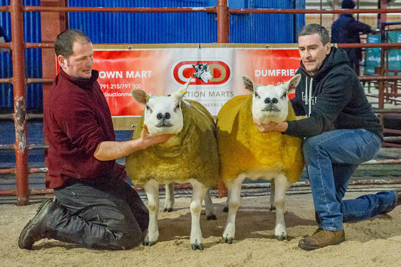 First and Second prize Texel Shearling